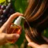 Óleo de Jojoba no Cabelo: O Segredo para Fios Saudáveis e Radiantes